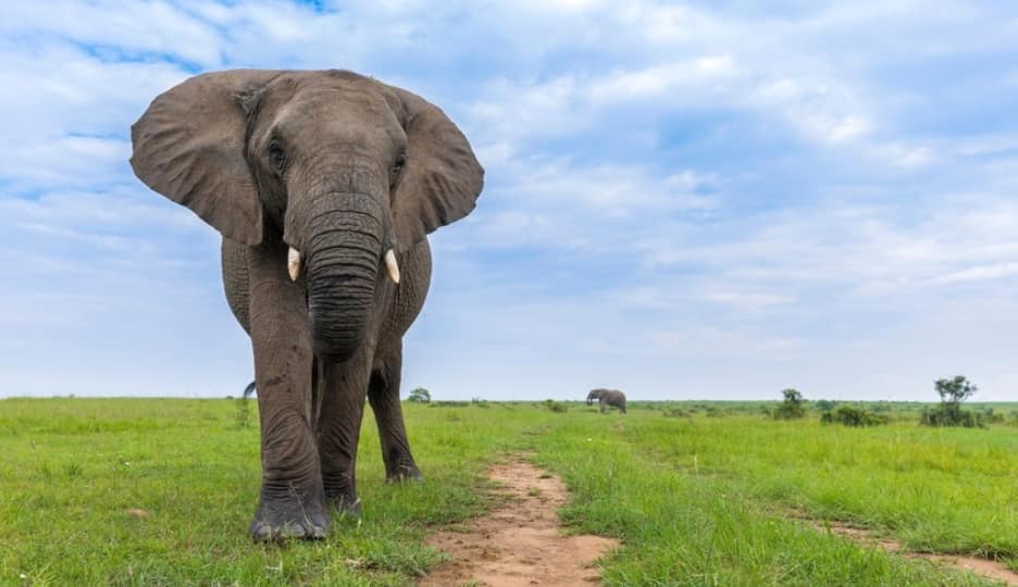 African Savannah Elephants