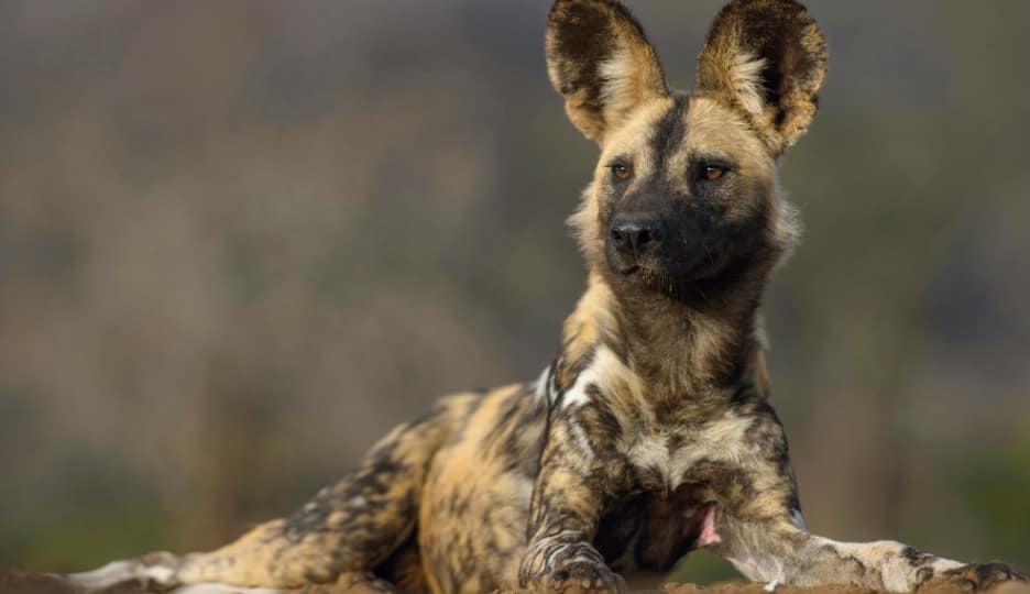 African Wild Dogs