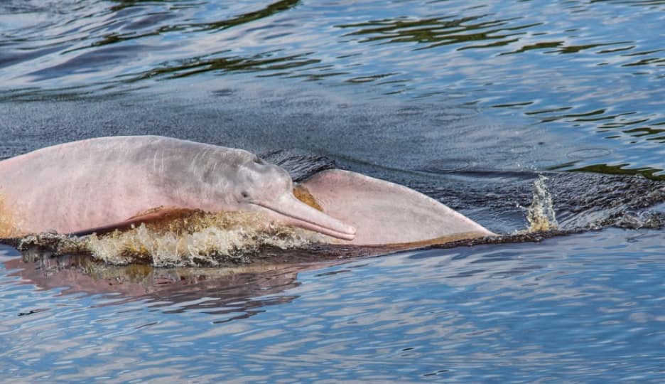 Amazon river dolphins