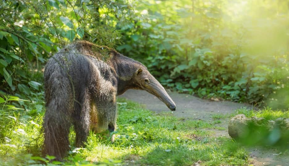 Giant Anteater