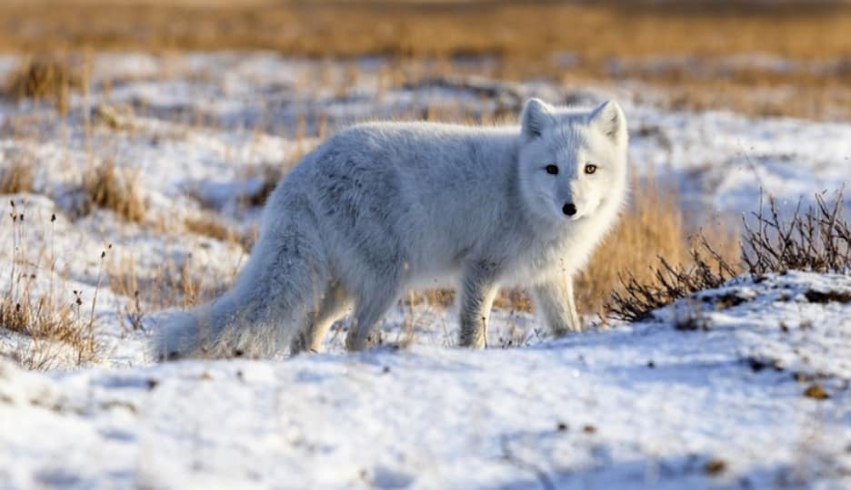 Arctic Fox