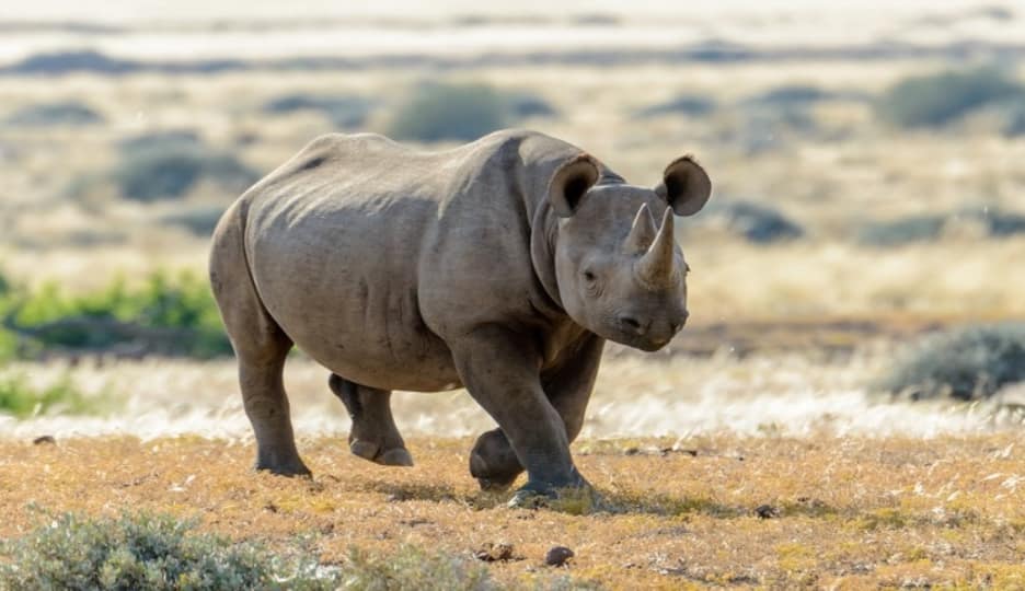 Black Rhinoceros