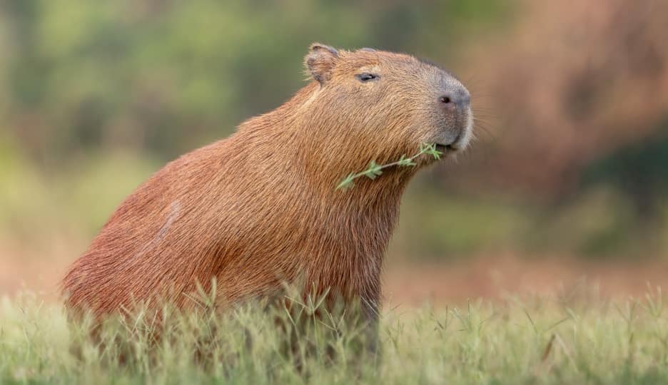 Capybara