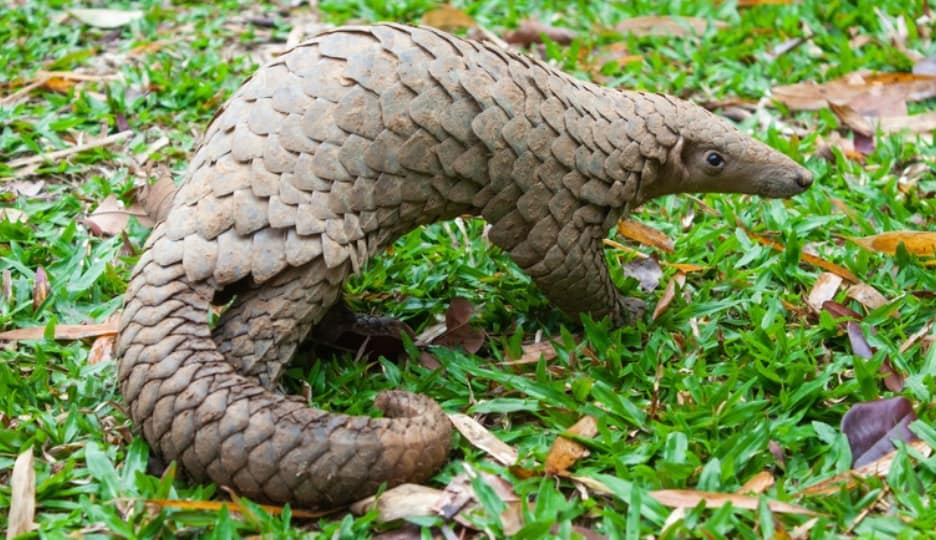 Chinese Pangolin