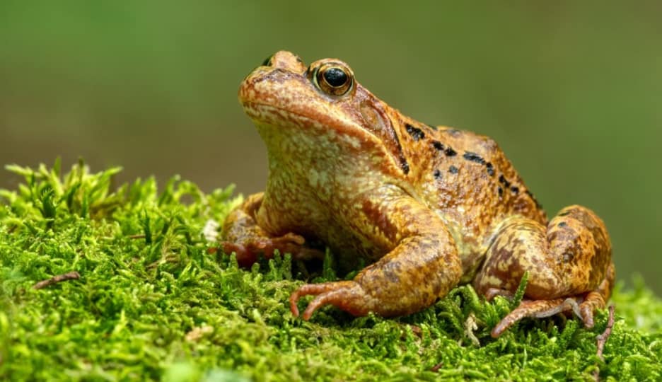 Common Frog