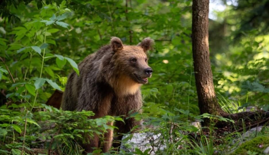 European Brown Bears