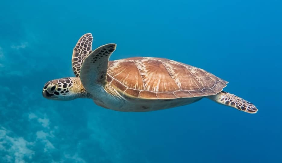 Green Sea Turtle