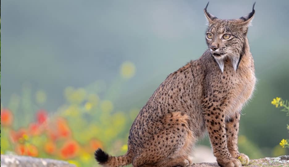 Iberian Lynx