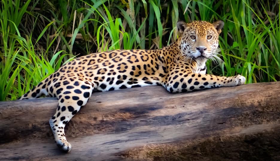 Jaguar