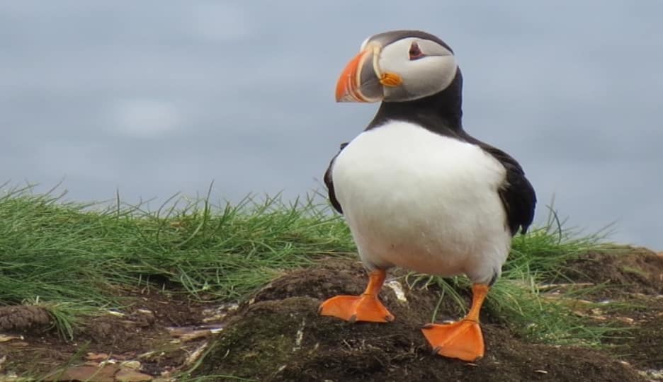 Puffins