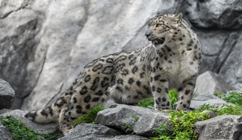 Snow Leopard